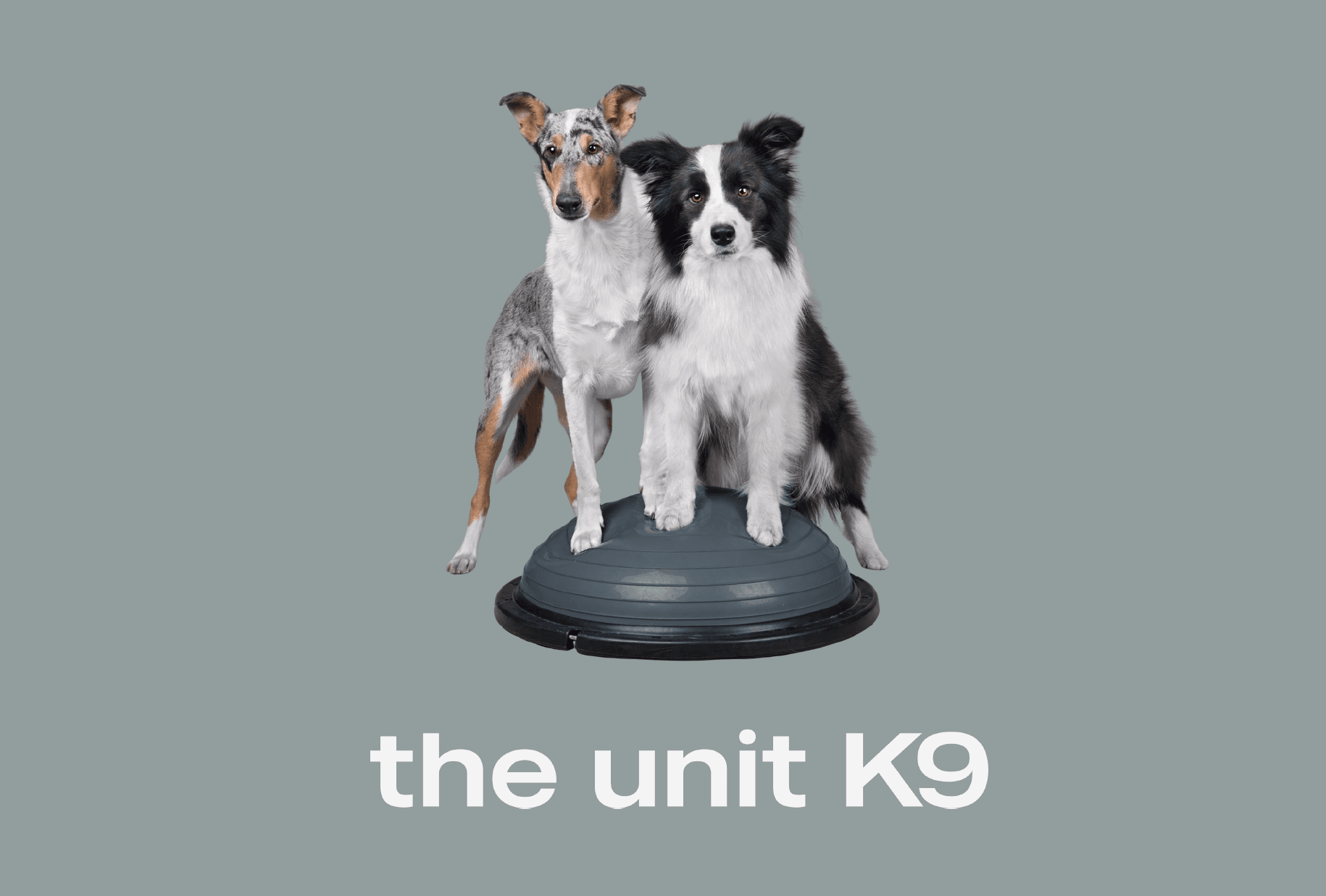 Two dogs standing on a balance trainer above The Unit K9 wordmark