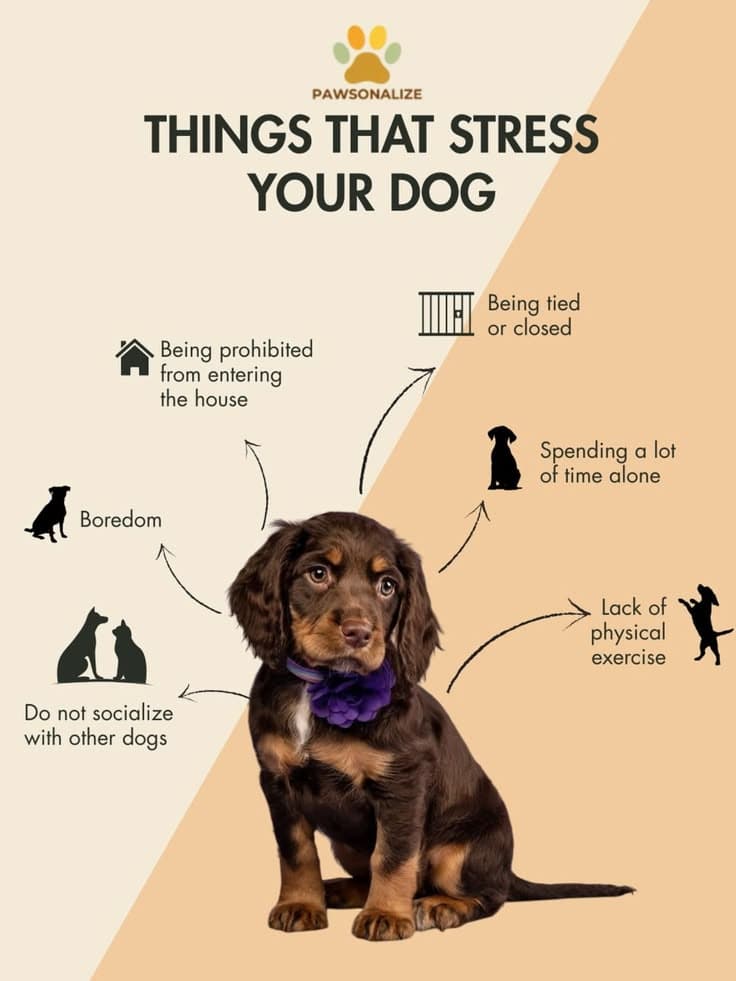 A young spaniel sitting quietly, illustrating the signs of an under-exercised dog