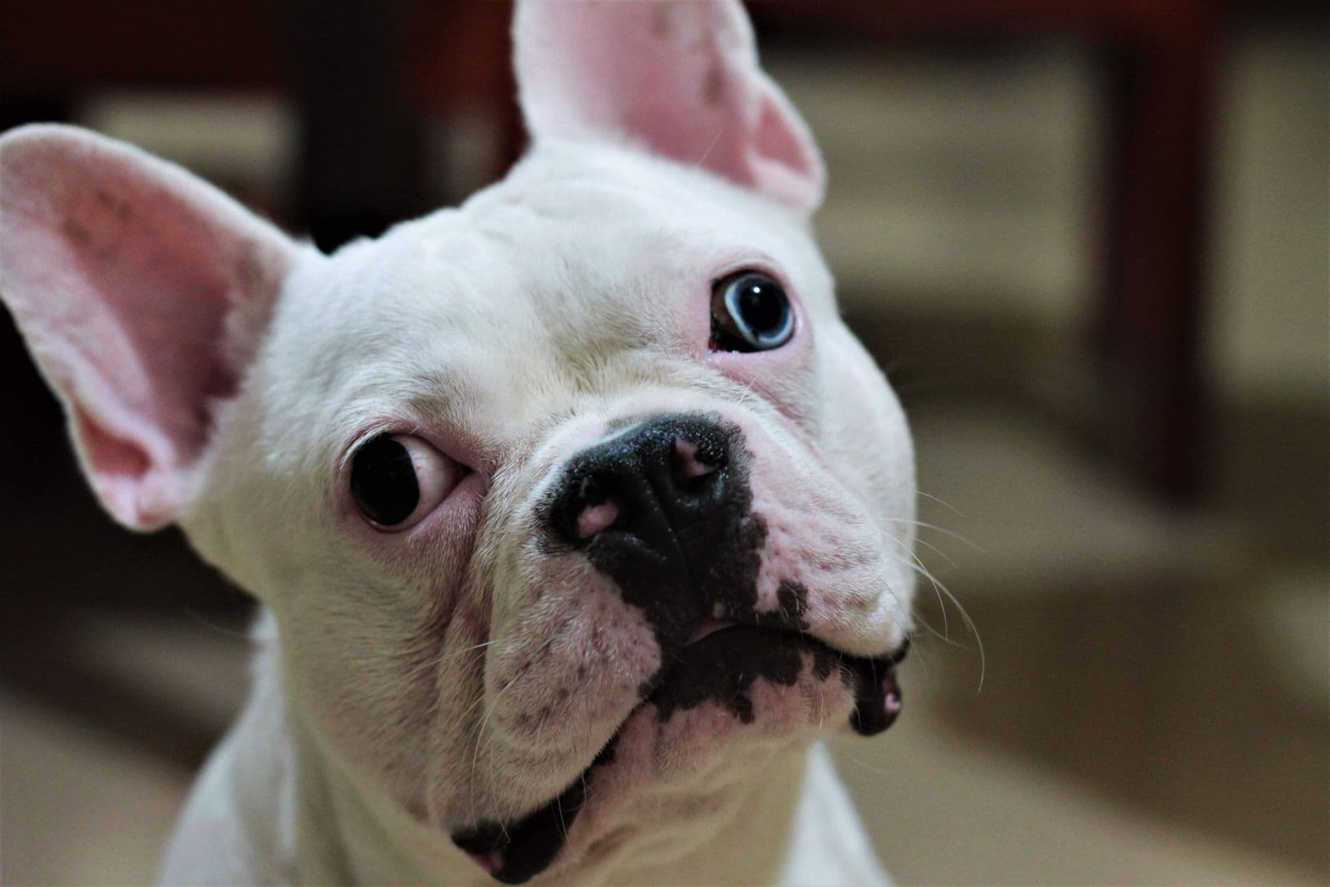 A French Bulldog tilting its head with a quizzical expression